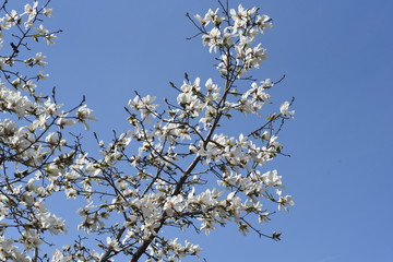 Magnolia kobus blossoms / magnolia kobus blooms white flowers in early spring. The buds are used for crude drugs, and the fruits are used for fruit wine.