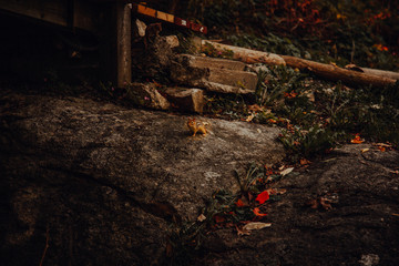 Fototapeta premium animal forest
