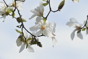 Magnolia kobus blossoms / magnolia kobus blooms white flowers in early spring. The buds are used for crude drugs, and the fruits are used for fruit wine.