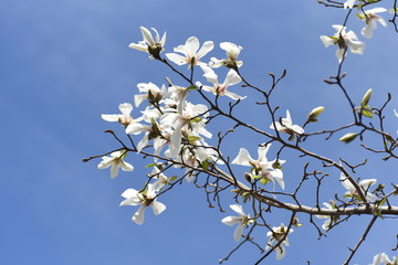 Magnolia kobus blossoms / magnolia kobus blooms white flowers in early spring. The buds are used for crude drugs, and the fruits are used for fruit wine.
