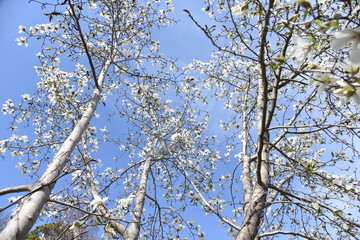 Magnolia kobus blossoms / magnolia kobus blooms white flowers in early spring. The buds are used for crude drugs, and the fruits are used for fruit wine.
