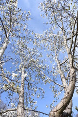 Magnolia kobus blossoms / magnolia kobus blooms white flowers in early spring. The buds are used for crude drugs, and the fruits are used for fruit wine.