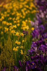Daffodil (Narcissus poeticus)  and crocus flowers