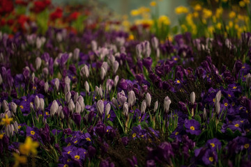 Obraz premium Beautiful background of blooming crocus,bluebells and primula flower bed