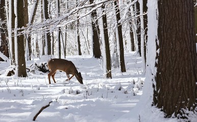 White tailed deer, doe and fawn near city park in Wisconsin.
