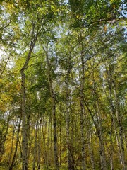 Russian forest of birch trees tall trees