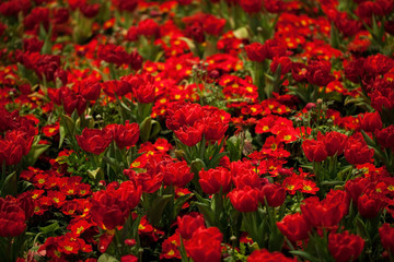 Red tulips and red primula flower bed