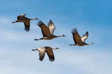 Migrating Greater Sandhill Cranes in Monte Vista, Colorado