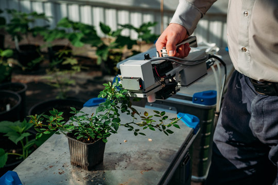 Scientist is measuring plant photosynthesis of young rose