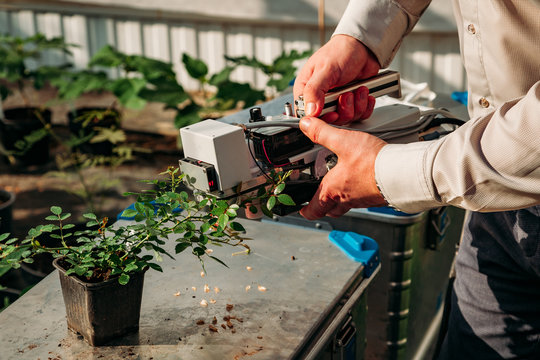 Scientist is measuring plant photosynthesis of young rose