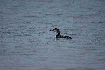 A Great Northern Diver in Ireland