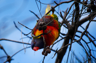 A Rainbow Lorrikeet in Australia
