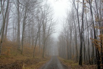 dirt road in the foggy forest