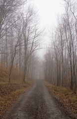 Obraz premium dirt road in the foggy forest