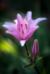 Pink Lily
