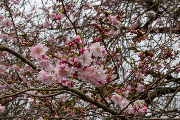 blooming cherry tree in spring