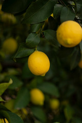 lemons in the branch in the organic garden