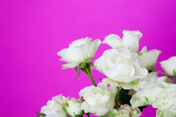 White roses on fucsia background with copy space