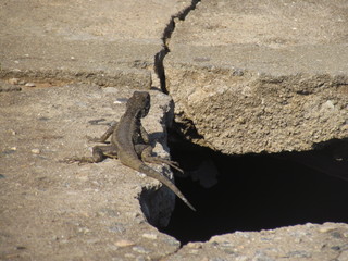 Cub chameleon on the granite rock basking in the morning sun