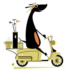 Smiling dog rides a scooter and goes to play golf isolated illustration. Smiling dachshund on the scooter is on the way to the golf course isolated on white © bigmen