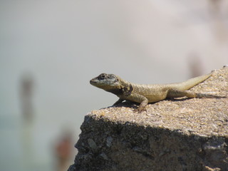 Cub chameleon on the granite rock basking in the morning sun