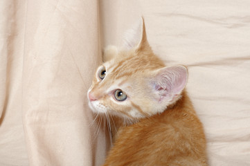 ginger kitten studio portrait close-up