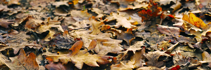 Brown oak leaves closeup. Autumn road in the forest.