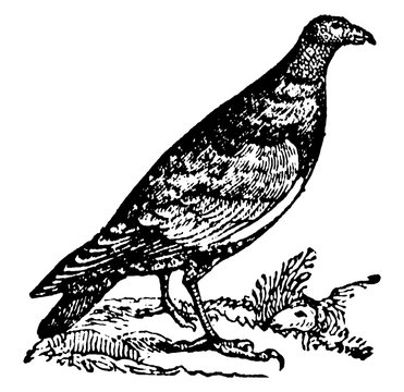 recommend clip art: Turkey Vulture, vintage illustration.