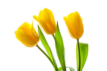 Bouquet of yellow tulips lit by sunlight isolated on a white background