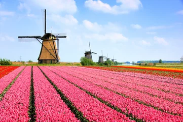 Zelfklevend Fotobehang Klassieke Nederlandse windmolens achter rijen roze tulpenbloemen, Nederland © Jenifoto