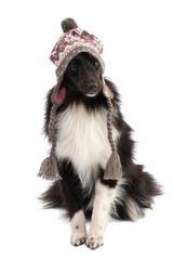 Black and white Shetland Sheepdog in a hat