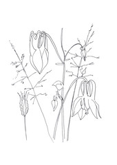 Fototapeta na wymiar graphic linear black and white drawing flowers and buds of aquilegia and bluegrass meadow
