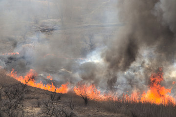 Burning dry grass and trees. A flaming meadow with dry grass in the countryside. Natural fire in nature.