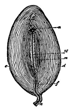 Pacinian Corpuscle, vintage illustration.