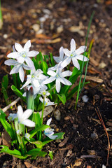 Purple scilla bulb flowers growing in the spring garden