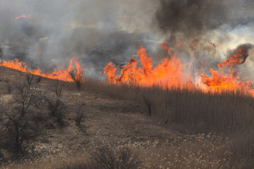 Tongues of orange dance, in the open air. A flaming meadow with grass, in a wasteland. Black and...