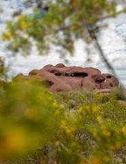 Arizona Papago Park Mountain in Spring