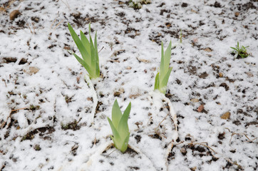 Iris in the snow, emerging plant, spring snow, iris, green leaves