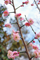Pink flowers of the ume Japanese apricot tree