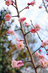 Fototapeta na wymiar Pink flowers of the ume Japanese apricot tree