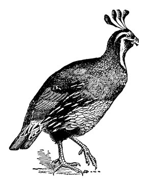 recommend clip art: Lophortyx Californicus Quail, vintage illustration.