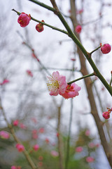 Pink flowers of the ume Japanese apricot tree