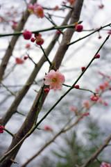 Pink flowers of the ume Japanese apricot tree