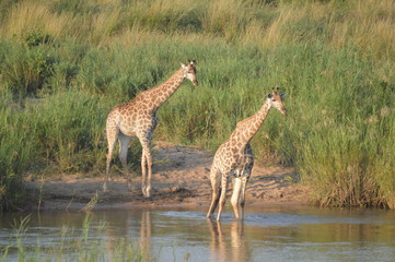 Portrait of a cute Giraffe while on a safari in a nature reserve