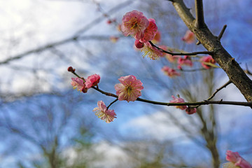 Pink flowers of the ume Japanese apricot tree