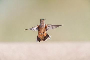 Female Rufous Hummingbird Selasporous rufus 