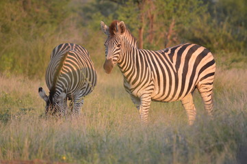 Portrait of a Burchell's zebra in a nature reserve in South Africa