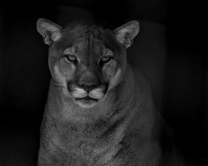 Closeup portrait of a captive Cougar also known as Puma in a Zoo in South Africa