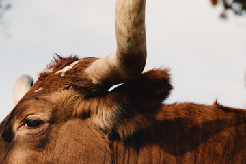 Texas Longhorn cow head close up.
