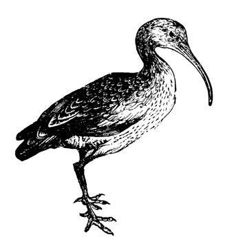 recommend clip art: Curlew, vintage illustration.